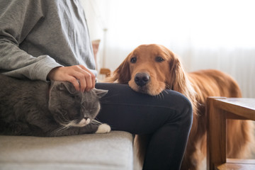 The Golden Hound and the cat are beside the owner.