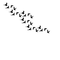flying flock of pigeons