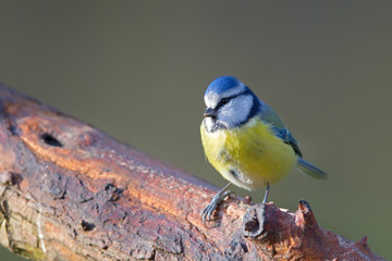 Blue tit (Cyanistes caeruleus) in the nature reserve Moenchbruch near Frankfurt, Germany.