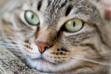 Portrait of a cute cat closeup at home