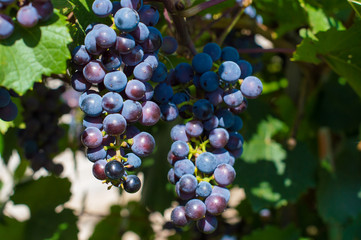 red grapes 