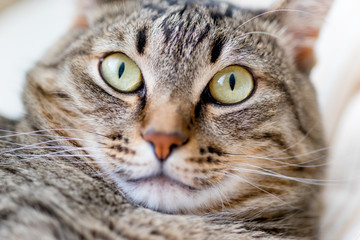 Portrait of a cute cat closeup at home