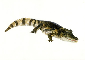 악어 / alligator