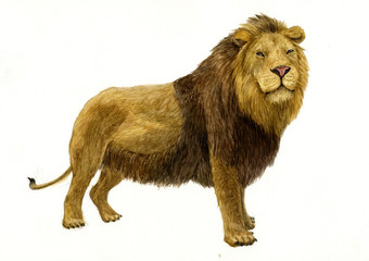 Obraz premium 사자 / Male Lion on White