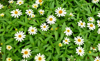 Field Daisy flower or white daisy in blooming for nature wallpaper background