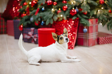 cute pet dog jack russell terrier sitting in christmas decoration tree with xmas toys