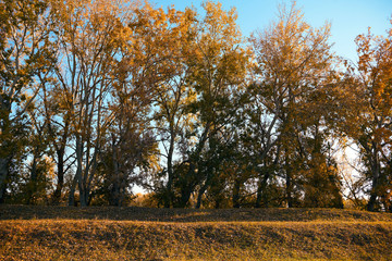 beautiful trees in the autumn season,bright sunlight at day