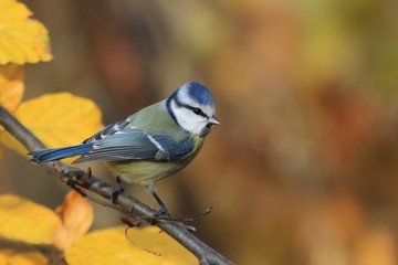 Cute eurasian blue tit sitting on the branch. Parus caeruleus. Autumn wildlife scene from nature. Bird in the nature habitat. © Monikasurzin