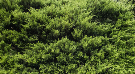 Top view. Forest pine tree green background