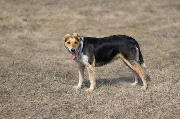 Naklejka na ściany i meble Mixed-breed female dog is ready to chase anybody while hunting