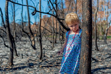 little girl in in blue dress in burnt forest after bush fire with charcoaled trees