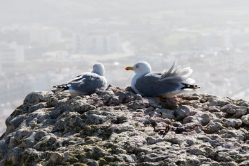 Resting sea gull in Nazare, Portugal.