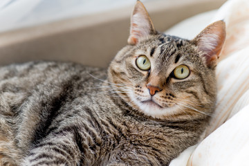 Portrait of a cute cat closeup at home