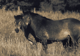 Exmoor ponies in a grass field meadow with colour toning
