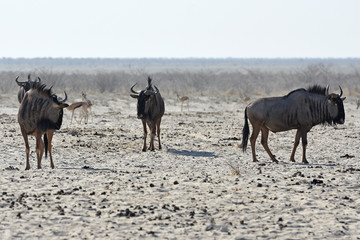 Streifengnus (Connochaetes taurinus) auf dem Weg zum Wasserloch im Etosha Nationalpark (Namibia)