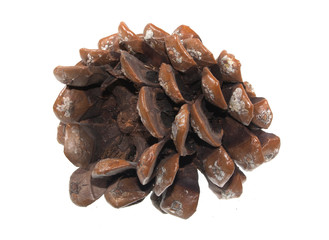 plant seeds isolated on white background