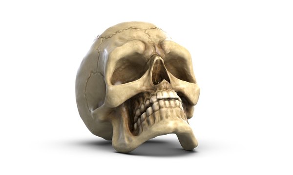 3D illustration of Human skull, isolated on white background