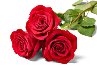 flower rose petal blossom red nature beautiful background