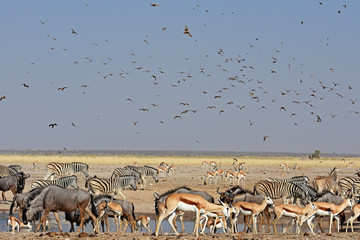 Antilopen und Vögel am Wasserloch Ozonjutji m`Bari im Etosha Nationalpark in Namibia
