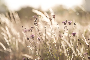 Thistle on the meadow