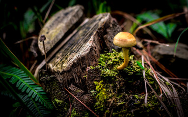 seta sola y aislada en un tronco bonito con musgo y mucha vegetación