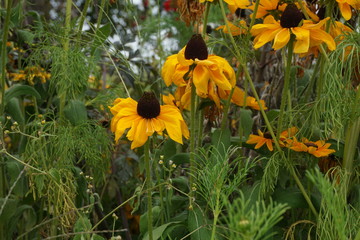 yellow flowers in garden