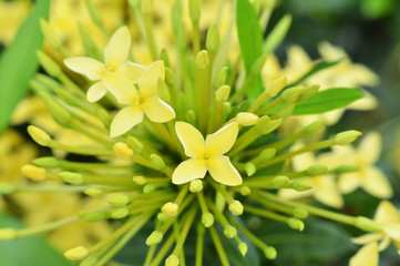 yellow ixora flower close up of ixora yellow flower blossoming in the garden