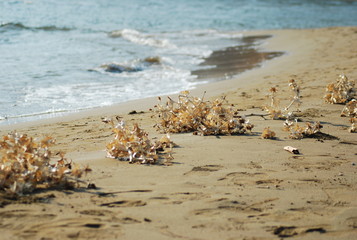 suche kwaity na plaży © nepos_foto