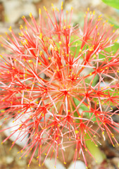 red spiky flower growing in the spring garden