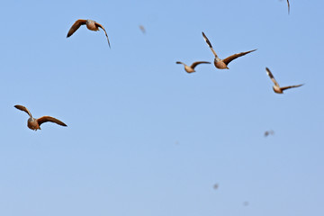 Flughühner fliegen zum Wasserloch im Etosha Nationalpark (Namibai)