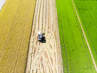 Obraz premium Aerial view of tractor car harvesting rice in the field