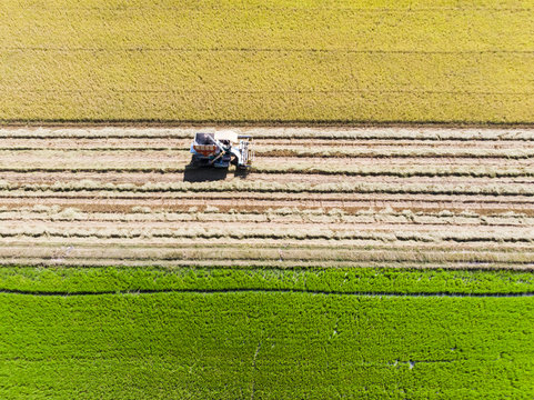 Aerial view of tractor car harvesting rice in the field