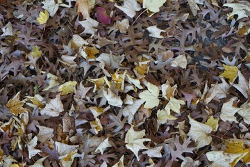 autumn leaves