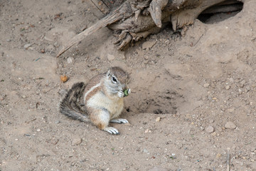 Xerus inauris - Squirrel pits outdoors.