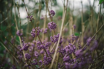 purple blossom