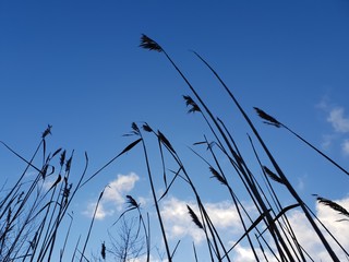 grass and sky