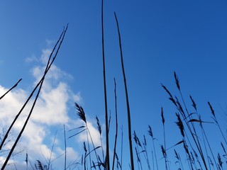 Obraz premium grass and sky