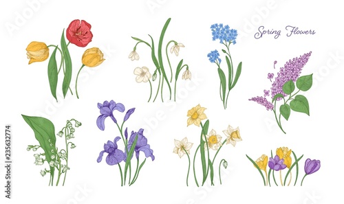 Bundle Of Natural Drawings Of Spring Flowers Tulip Lilac Narcissus Forget Me Not Crocus Lily Of The Valley Iris Snowdrop Set Of Blooming Flowering Plants Colorful Vector Illustration Wall Mural Good Studio