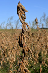 ripe soybeans on field