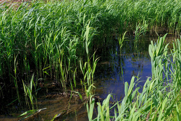 Brook with green reeds on the shore