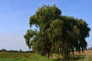 Weeping willow on the edge of the stream between fields in the evening light