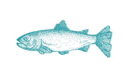 Hand drawn vector fish. Ink sketch of trout.  Retro style - engraving.