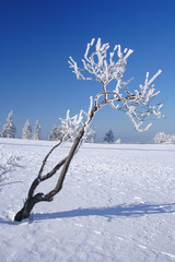 Winter landscape with small tree on the Feldberg in the Taunus, Germany.