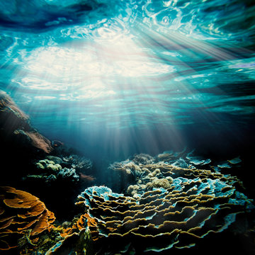 Fototapeta  underwater