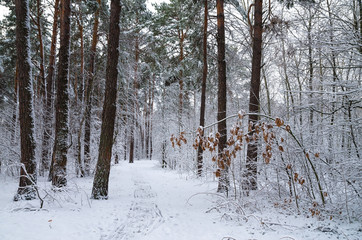 Winter snow forest. Snow lies on the branches of trees. Frosty snowy weather. Beautiful winter forest landscape.
