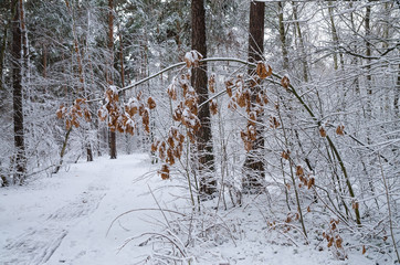 Winter snow forest. Snow lies on the branches of trees. Frosty snowy weather. Beautiful winter forest landscape.