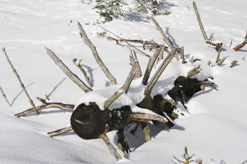 Winter landscape with dead tree in the low mountain range Taunus, Germany.