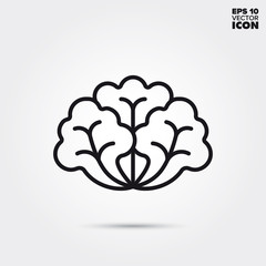 Lettuce vegetable vector line icon