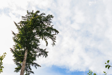 View of trees from inside a forest
