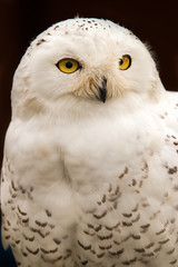 snowy owl